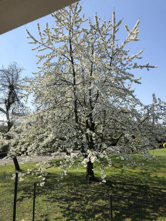 Le Clos Des Pommiers Fuji Uffholtz Exteriér fotografie